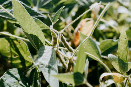 plant image plant image