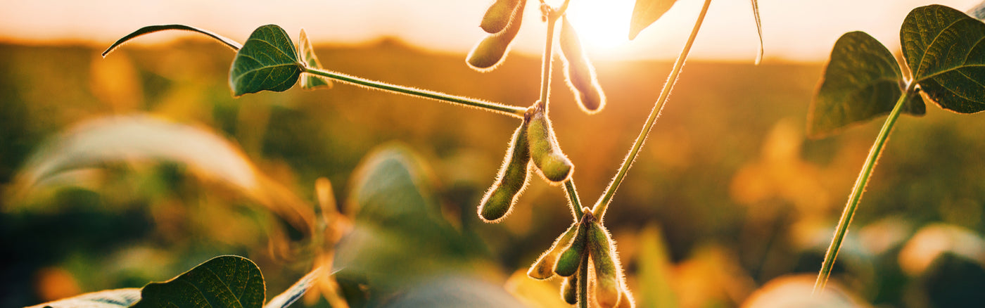 What the Research Says About Soy Safety